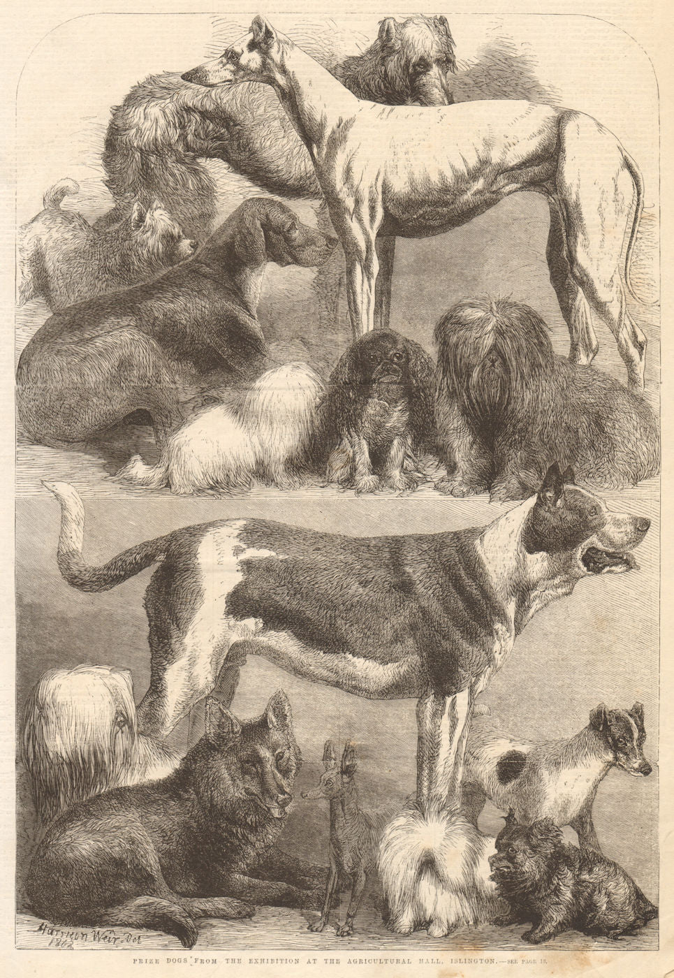 Prize dogs from the exhibition at the Agricultural Hall, Islington. London 1862